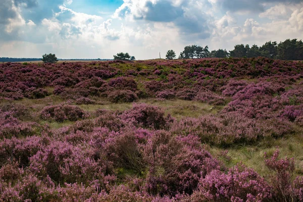 Blooming moorland under cloudy sky — Stock Photo, Image