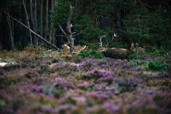 geyik boynuzları çamur ile 