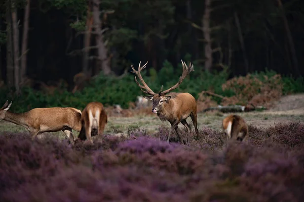 Cerfs chassant derrière — Photo