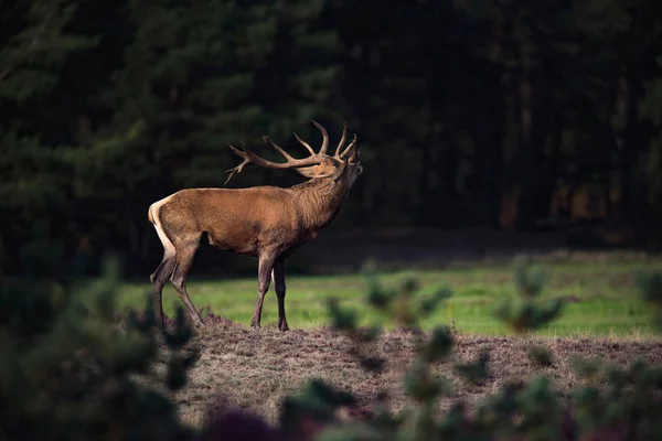 Deer in rutting season — Stock Photo, Image