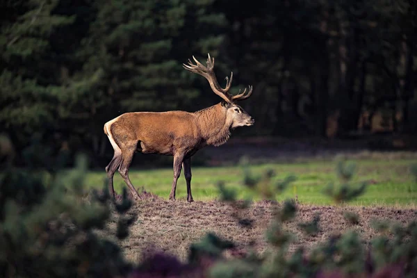 yeşil çayır üzerinde geyik duran