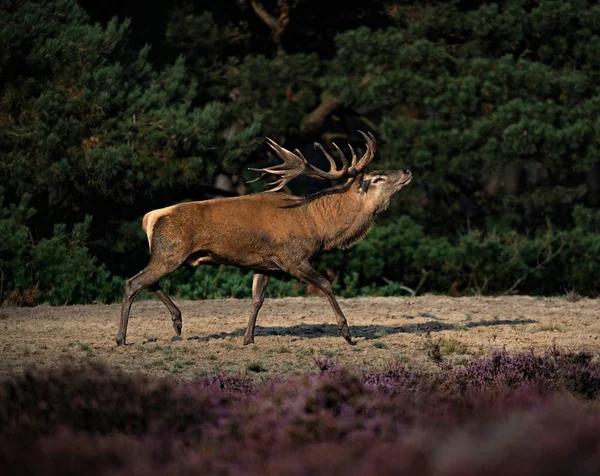 Jeleń jelenie w moorland — Zdjęcie stockowe