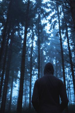 Ürkütücü puslu çam ormanı içinde Ma 