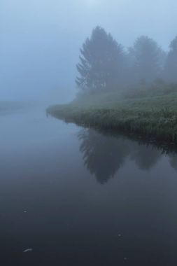 Akışı ağaçta sis ile  