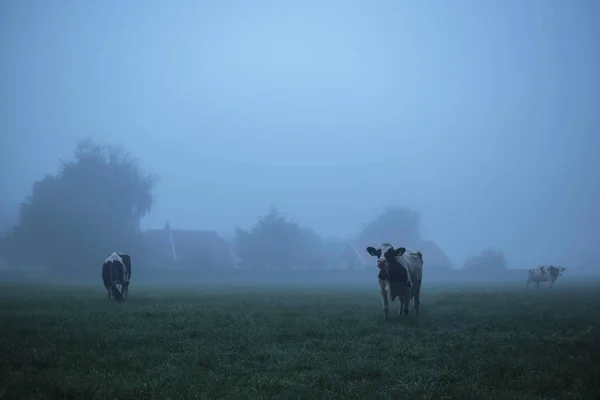 Корови в туманному сільському ландшафті — стокове фото