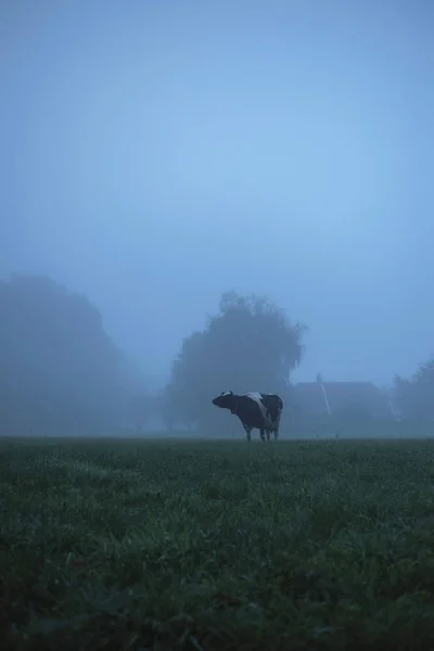 Krowa w wiejski krajobraz — Zdjęcie stockowe