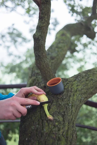 Male hands cutting banana — Stock Photo, Image