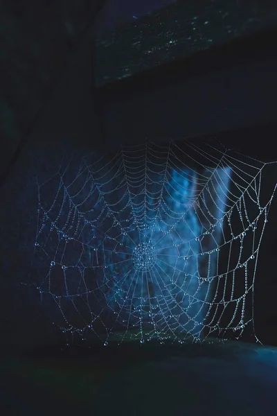 Teia de aranha com gotas de orvalho na manhã nebulosa — Fotografia de Stock