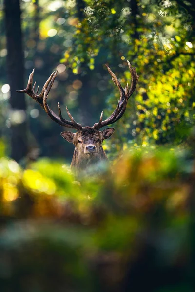 Herten in herfst bos — Stockfoto