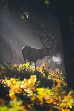 sisli sonbahar ormandaki geyik