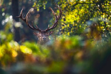 sonbahar ormandaki geyik