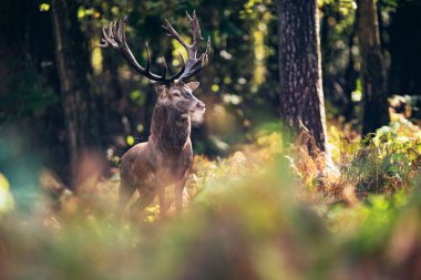 sonbahar ormandaki geyik