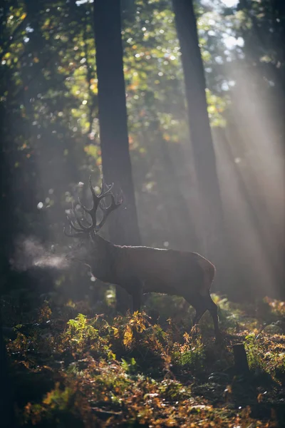 Jelen v mlhavé podzimní les — Stock fotografie