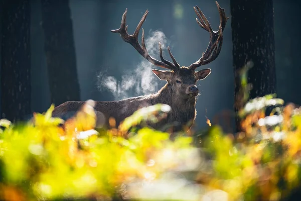 Szarvas, Ködös őszi erdő — Stock Fotó