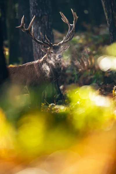 Szarvas őszi erdő — Stock Fotó