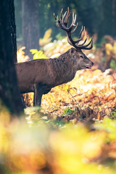Szarvas-sorozat, mely nedves őszi erdő — Stock Fotó