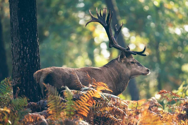 Veado vermelho em samambaias — Fotografia de Stock