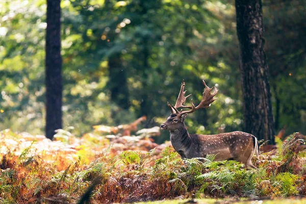 Dovhjort buck i ormbunkar — Stockfoto