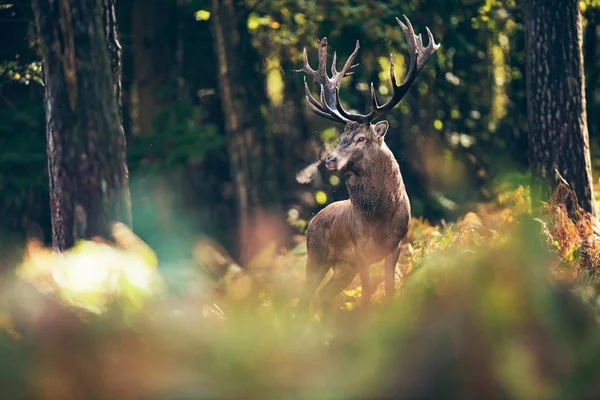 Ciervos en bosque de otoño —  Fotos de Stock