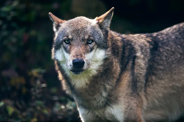 Lobo euroasiático en bosque oscuro —  Fotos de Stock