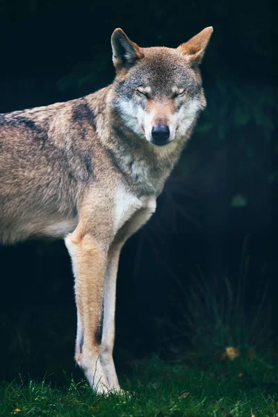 目を閉じて灰色オオカミ — ストック写真