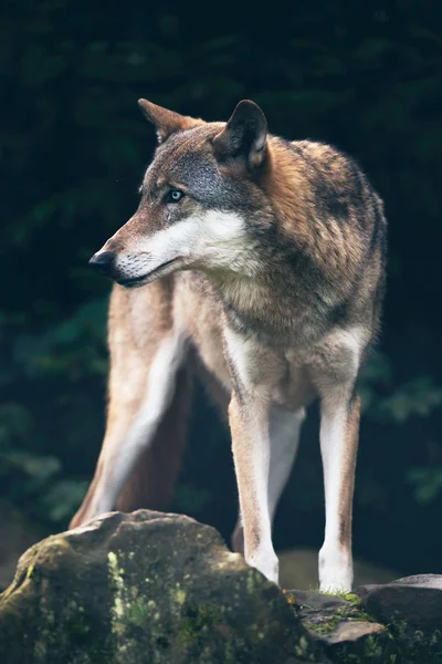 Lobo de madeira em pé na rocha — Fotografia de Stock