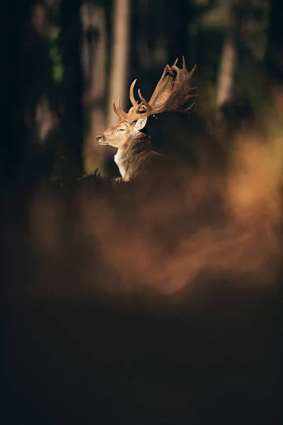 Deer in dark autumn forest — Stock Photo, Image