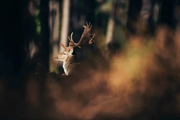 Szarvas, sötét őszi erdő — Stock Fotó