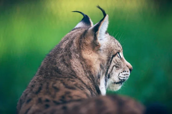 Eurasian lynx in meadow — Stock Photo, Image