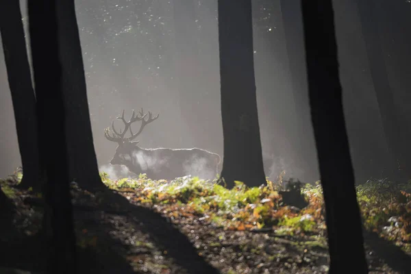 Cerfs dans la forêt brumeuse d'automne — Photo