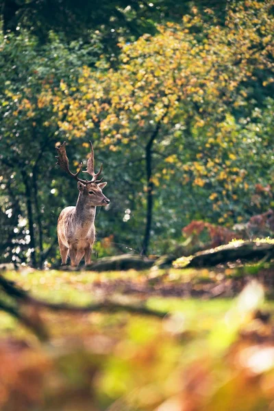 Fallow rusa buck on path — Stok Foto