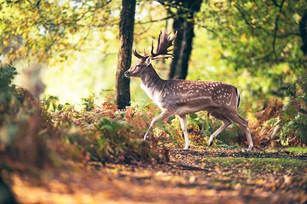 Camino de cruce de ciervos en el bosque —  Fotos de Stock