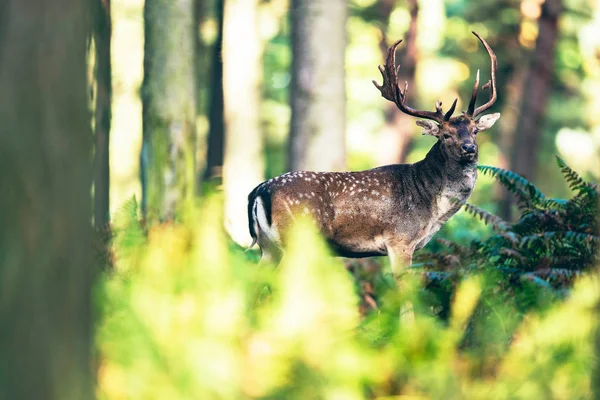 Ciervos en helechos en el bosque —  Fotos de Stock