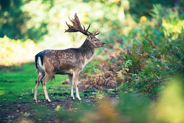 Ciervo de poca profundidad en el bosque — Foto de Stock