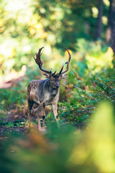 Fallow cervo fanfarrão na floresta — Fotografia de Stock