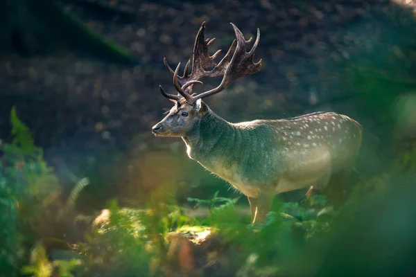 Damwildbock in Farnen — Stockfoto