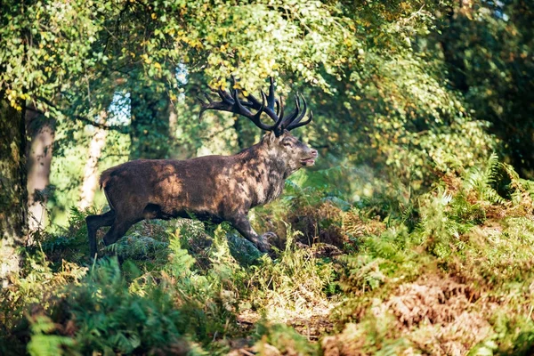 Cerfs dans la forêt d'automne — Photo