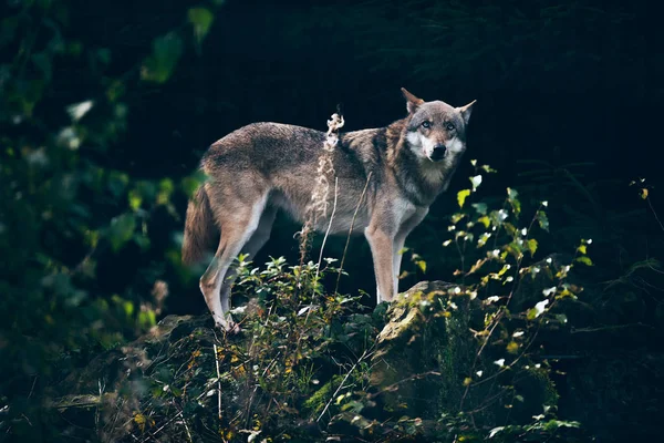 หมาป่าสีเทายืนบนหิน — ภาพถ่ายสต็อก