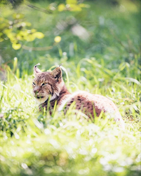 Eurasian lynx lying in grass — Stock Photo, Image