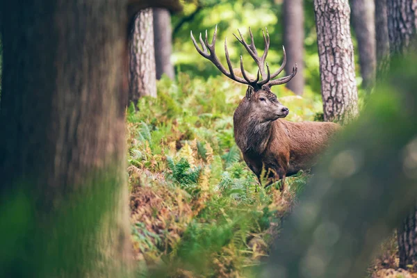 Rådjur i höst skog — Stockfoto