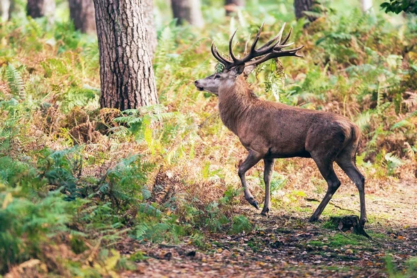 Deer with antlers crossing path — Stock Photo, Image