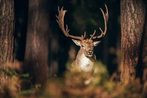 Deer between pine trunks — Stock Photo, Image