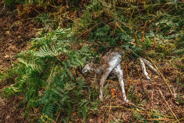 Död ung rådjur i ormbunkar — Stockfoto