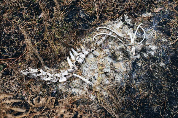 Ruttnande skelett av djur — Stockfoto