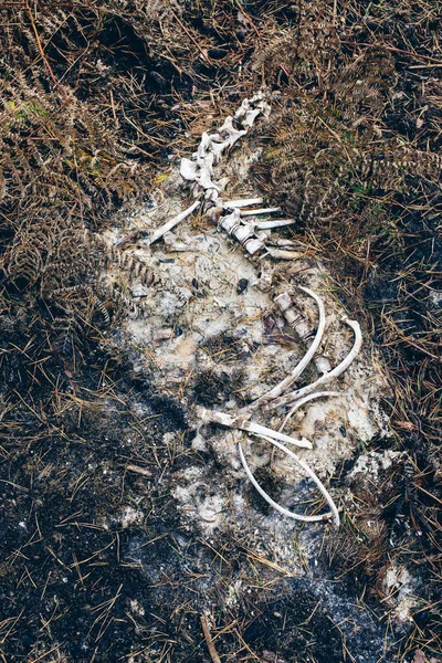 Descomposición del esqueleto de los animales —  Fotos de Stock