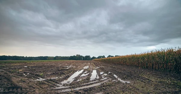 Yağmur suyu ile lastik izleri  