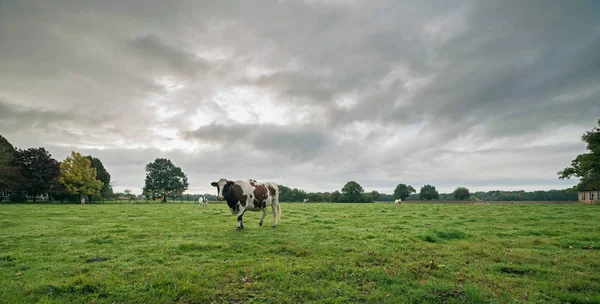 Cow on green meadow — Stock Photo, Image