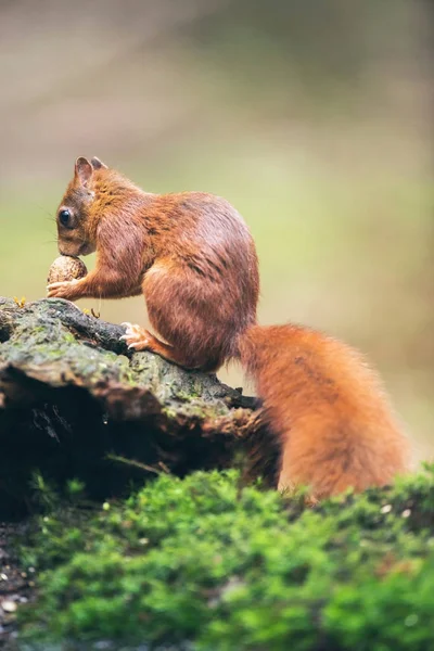 Rotes Eichhörnchen mit Walnuss — Stockfoto