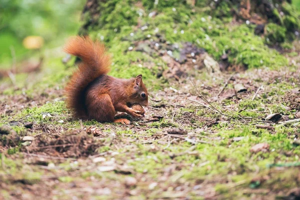 Rotes Eichhörnchen mit Mutter — Stockfoto