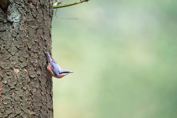 Eurásia nuthatch em árvore tronco — Fotografia de Stock